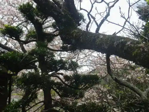 浄光明寺の自然