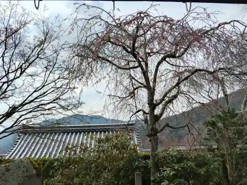 三千院門跡の{uncategorized: "未分類", other: "その他", undefined: "問題あり", building: "その他建物", grave: "お墓", sacred_gate: "鳥居", guardian: "狛犬", statue: "像", buddha: "仏像", history: "歴史", nature: "自然", garden: "庭園", animal: "動物", pagoda: "塔", temizu: "手水舎", mountain_gate: "山門・神門", sanctuary: "本殿・本堂", subordinate: "末社・摂社", art: "芸術", scenery: "景色", jizo: "地蔵", ema: "絵馬", goshuin: "御朱印", omikuji: "おみくじ", items: "授与品その他", amulet: "お守り", goshuincho: "御朱印帳", eats: "食事", festival: "お祭り", votive_dance: "神楽", shichigosan: "七五三参", wedding: "結婚式", experience: "体験その他", initially: "初詣", around: "周辺", anti_infection: "感染症対策"}
