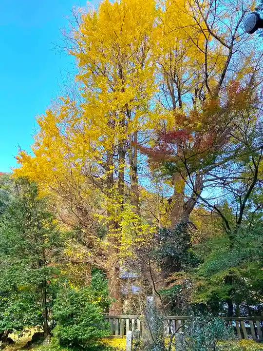 武蔵二宮 金鑚神社の自然