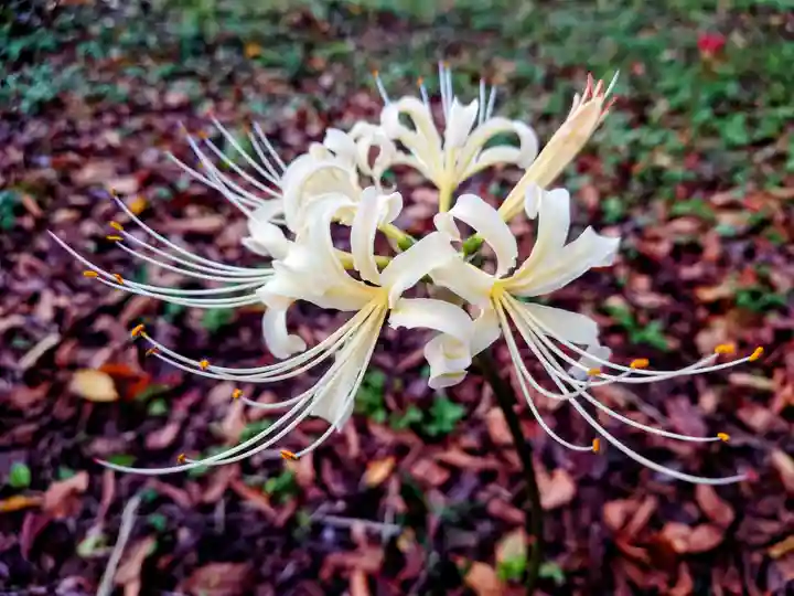 平野神社の自然