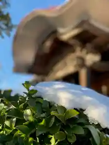 大鏑神社の自然 2021年01月01日(金)〜(2020年12月25日(金) 16時04分24秒投稿)