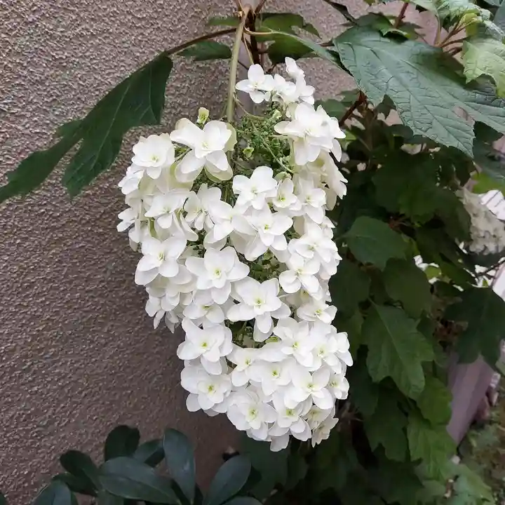 櫻稲荷神社の自然