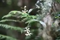 鹿島大神宮の自然