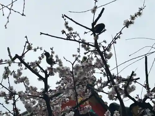 神田神社（神田明神）(東京都)