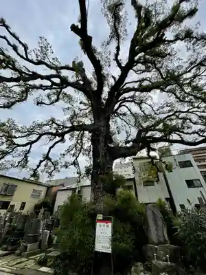 大雄寺(東京都)