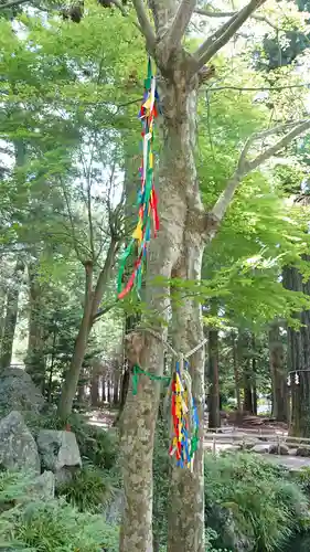 河口浅間神社の自然