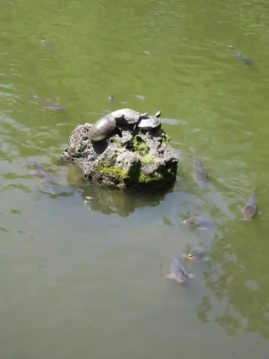 三嶋大社の動物