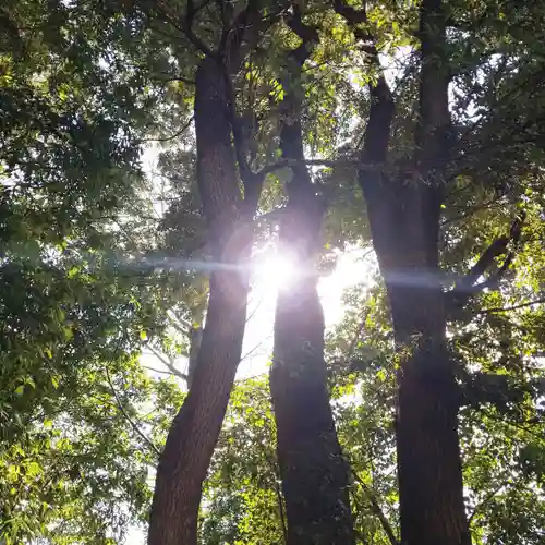 渋谷氷川神社の自然