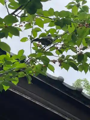 秩父札所十三番 慈眼寺の庭園