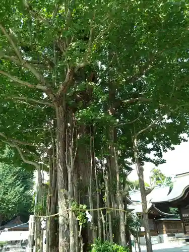 健軍神社の自然