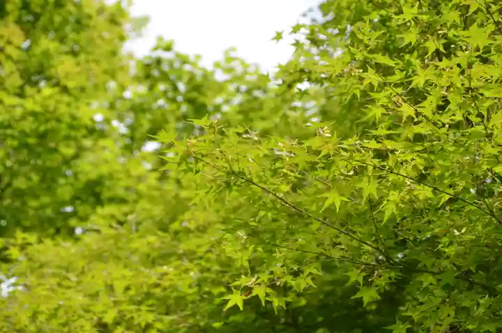 東福禅寺(東福寺)の自然