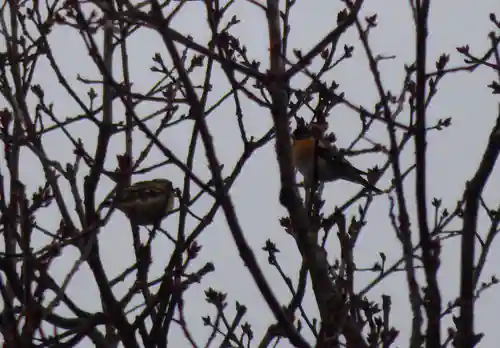 留辺蘂神社の動物