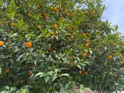 平野神社の{uncategorized: "未分類", other: "その他", undefined: "問題あり", building: "その他建物", grave: "お墓", sacred_gate: "鳥居", guardian: "狛犬", statue: "像", buddha: "仏像", history: "歴史", nature: "自然", garden: "庭園", animal: "動物", pagoda: "塔", temizu: "手水舎", mountain_gate: "山門・神門", sanctuary: "本殿・本堂", subordinate: "末社・摂社", art: "芸術", scenery: "景色", jizo: "地蔵", ema: "絵馬", goshuin: "御朱印", omikuji: "おみくじ", items: "授与品その他", amulet: "お守り", goshuincho: "御朱印帳", eats: "食事", festival: "お祭り", votive_dance: "神楽", shichigosan: "七五三参", wedding: "結婚式", experience: "体験その他", initially: "初詣", around: "周辺", anti_infection: "感染症対策"}