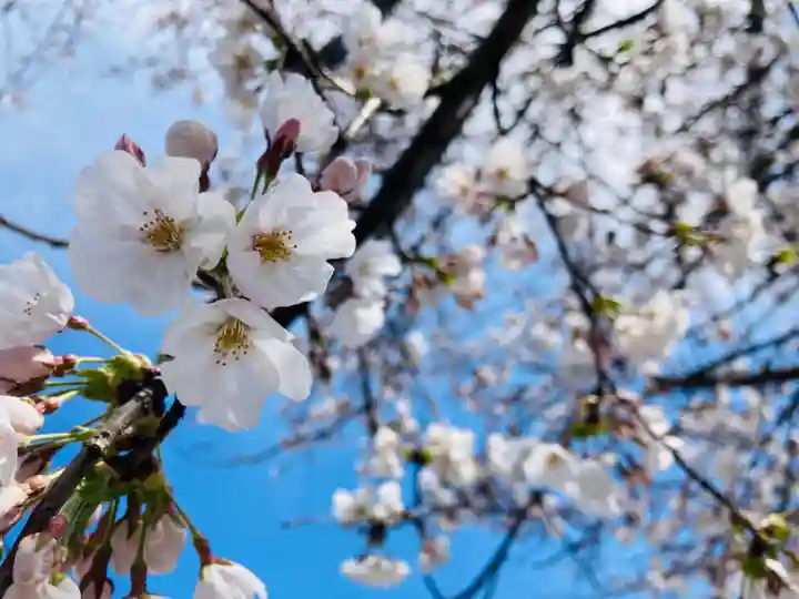 總社 和田八幡宮の自然