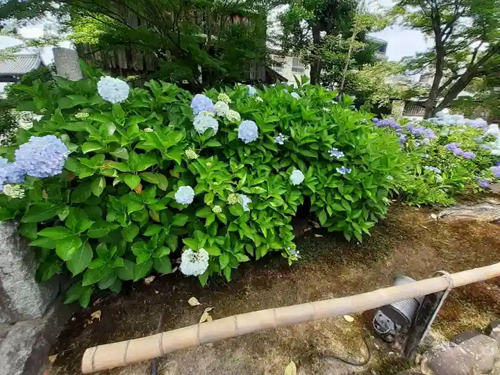 妙覺寺(妙覚寺)(京都府)