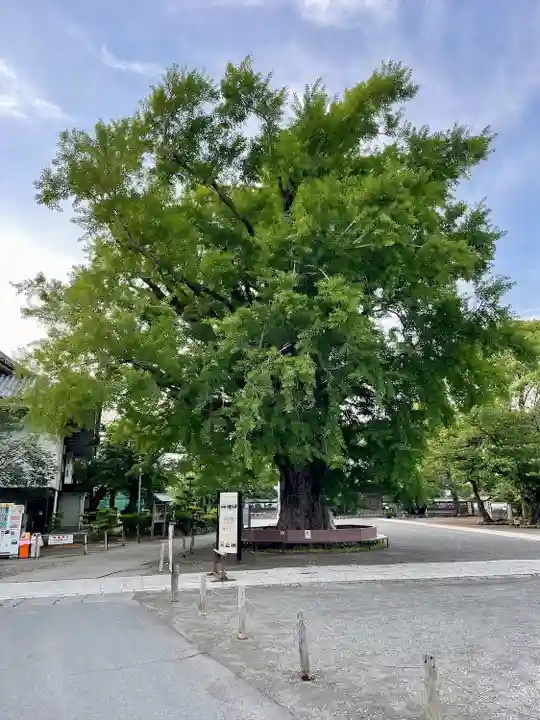時宗総本山 遊行寺(正式:清浄光寺)(神奈川県)