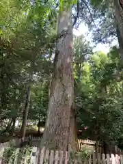 天鷹神社の自然