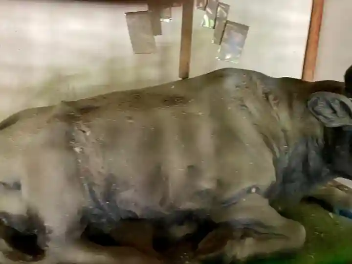 霊牛神堂(福島県)