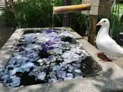 鶴岡八幡宮の動物