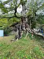 神魂伊能知奴志神社(島根県)