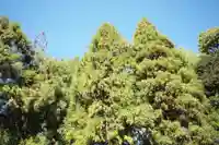 岐阜護國神社の自然