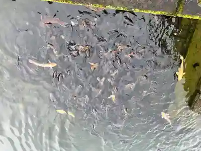 池神社の動物