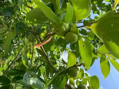 若王子神社の自然