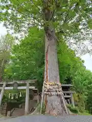 八雲神社(緑町)(栃木県)