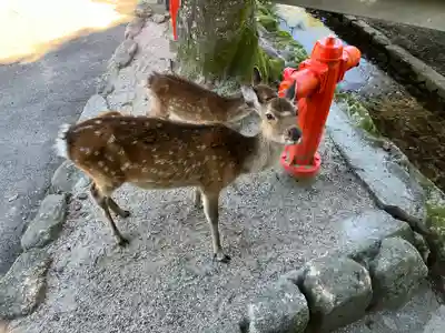 厳島神社(広島県)