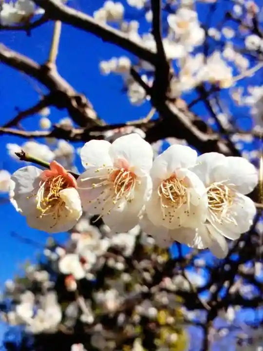 福蔵院(東京都)