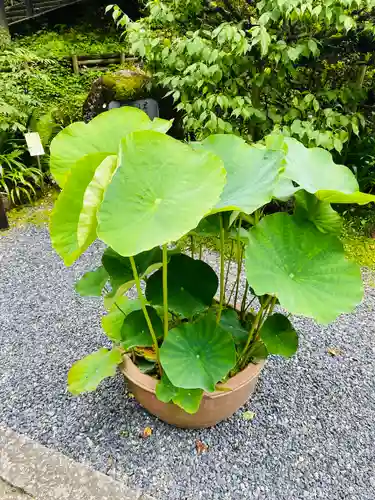 岡寺（龍蓋寺）の自然