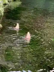 富士山本宮浅間大社の動物