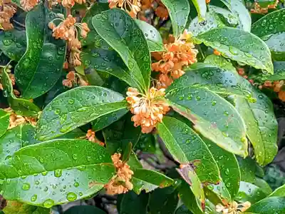 青蓮寺(大阪府)