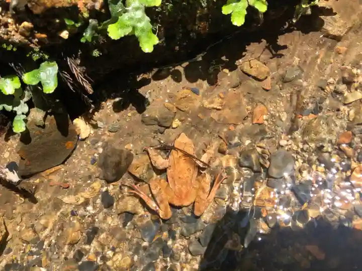 日吉大社の動物