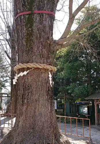 春日部八幡神社の自然