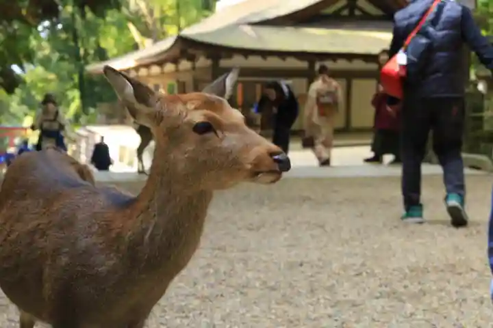 春日大社(奈良県)
