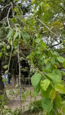 道明寺天満宮(大阪府)