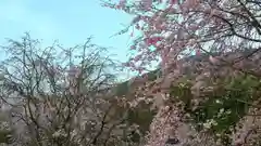 大神神社の自然