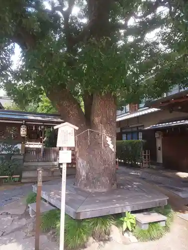 晴明神社の自然