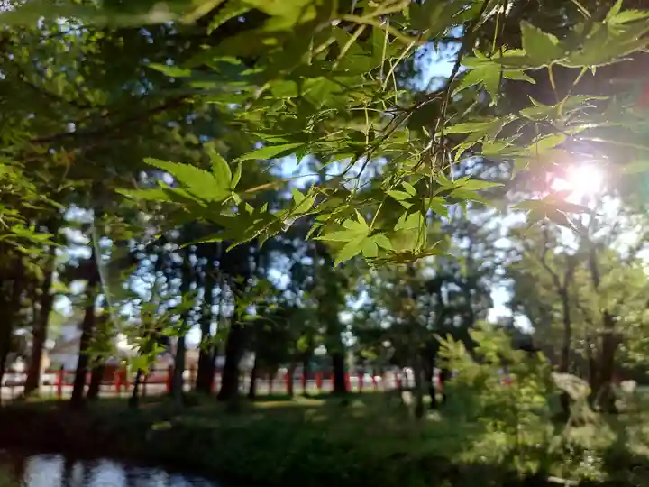 賀茂別雷神社(上賀茂神社)(京都府)