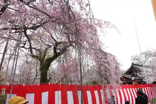 平野神社の自然