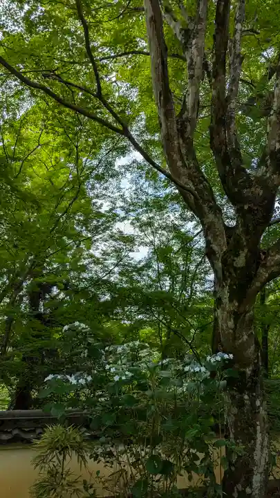 十輪寺(京都府)