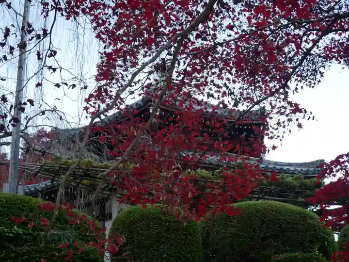 善峯寺(京都府)