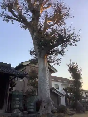須賀神社の自然