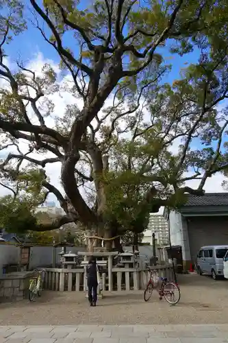 杭全神社の自然