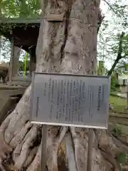 須賀神社の自然