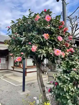 平塚神社の{uncategorized: "未分類", other: "その他", undefined: "問題あり", building: "その他建物", grave: "お墓", sacred_gate: "鳥居", guardian: "狛犬", statue: "像", buddha: "仏像", history: "歴史", nature: "自然", garden: "庭園", animal: "動物", pagoda: "塔", temizu: "手水舎", mountain_gate: "山門・神門", sanctuary: "本殿・本堂", subordinate: "末社・摂社", art: "芸術", scenery: "景色", jizo: "地蔵", ema: "絵馬", goshuin: "御朱印", omikuji: "おみくじ", items: "授与品その他", amulet: "お守り", goshuincho: "御朱印帳", eats: "食事", festival: "お祭り", votive_dance: "神楽", shichigosan: "七五三参", wedding: "結婚式", experience: "体験その他", initially: "初詣", around: "周辺", anti_infection: "感染症対策"}