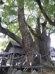 藤白神社の自然