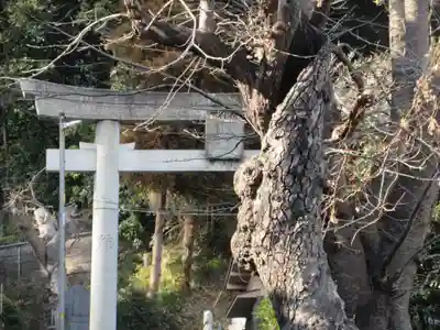 熊野神社（杉田・中原）の鳥居