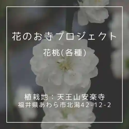 天王山 安楽寺(福井県)